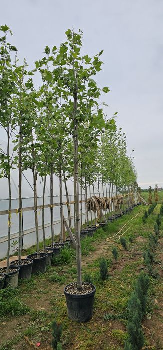 Platan - Salcam globular- Tei de floare - Catalpa globulara