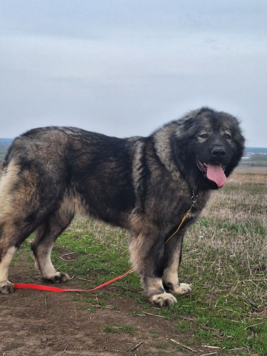 Femelă ciobanesc caucazian