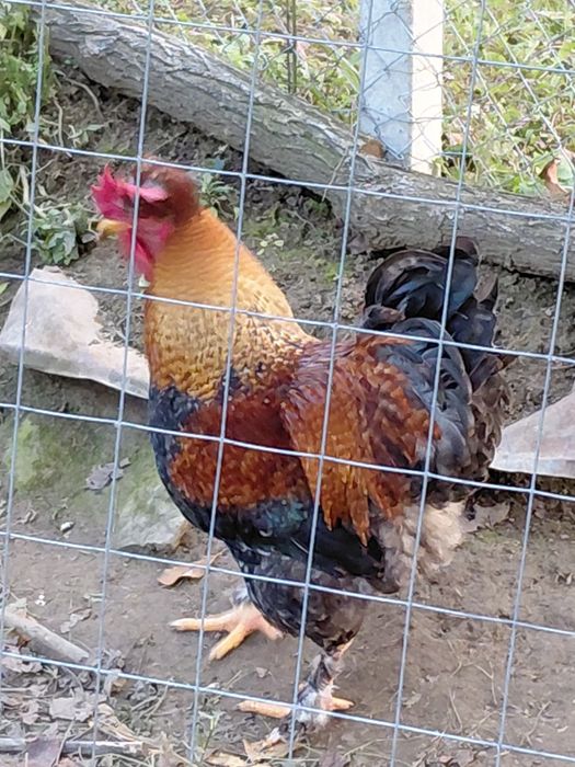 Cocos motat mare și pitic