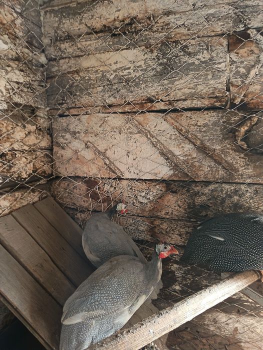 Продам молодых цесарок