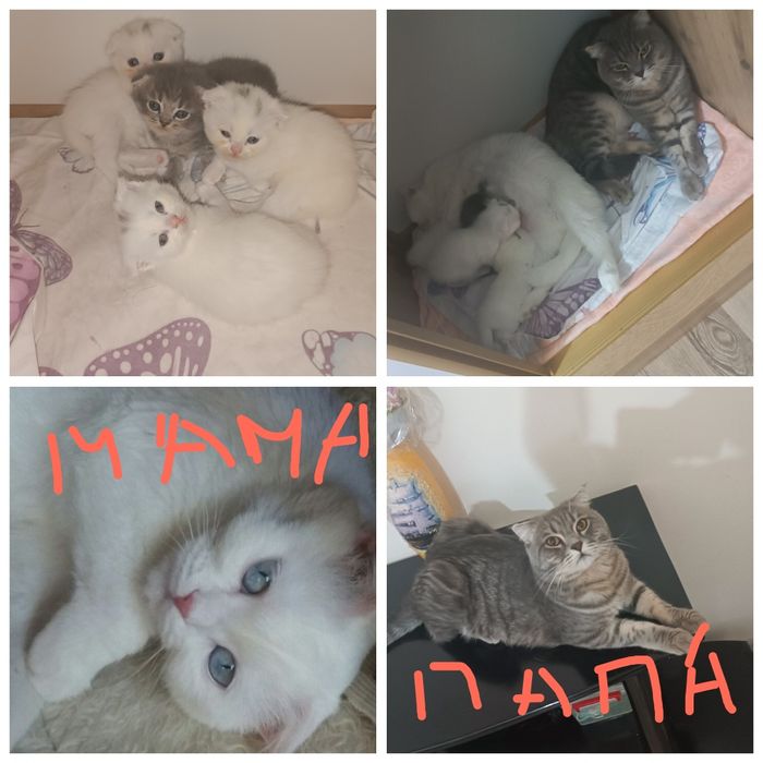 Продаются котята от правильной вязки