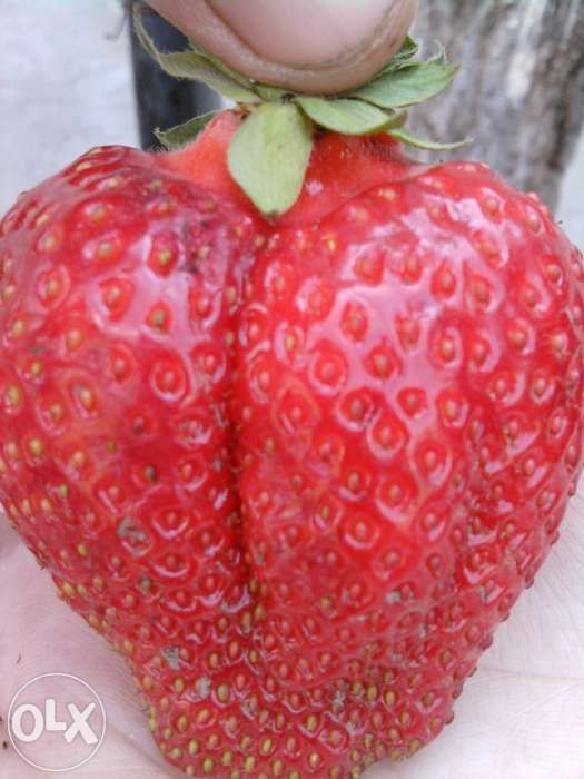 vand stoloni capsuni diverse soiuri remontante ALBION ,sau anuale