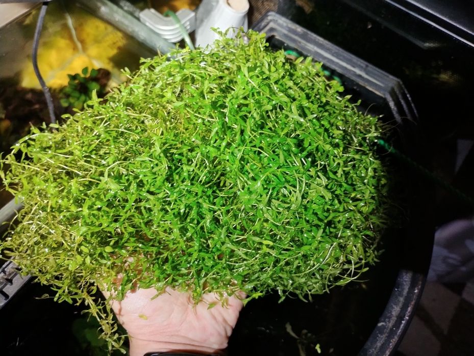 Plante de ornament acvariu bucephalandra