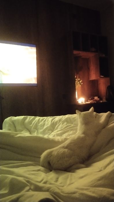 ИЩУ СЕМЬЮ котику срочно!!!