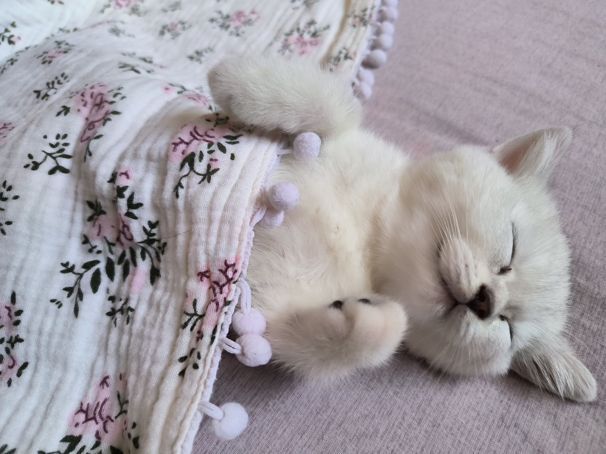 Scottish Straight / Scottish Fold