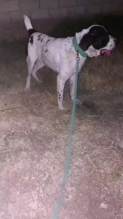 Продам собаку порода алабай