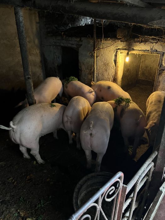 Anunt de vanzare pentru craciun