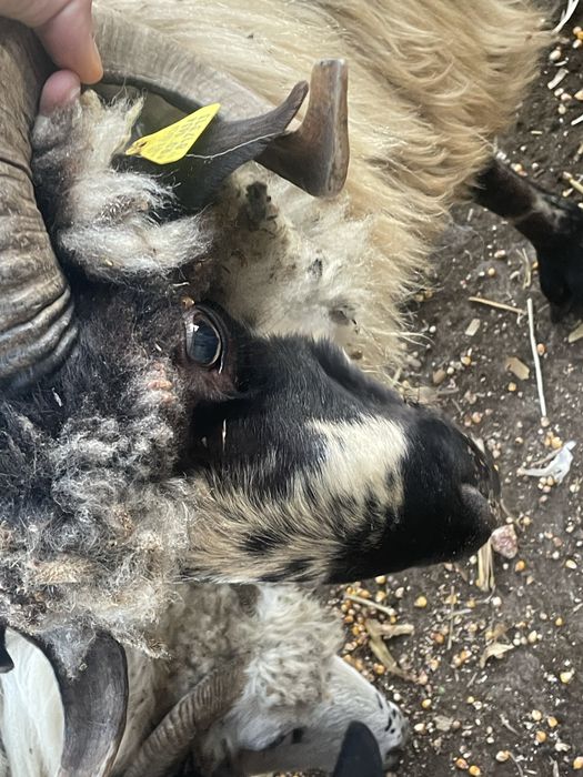 Vand un noatin si 3 mielute