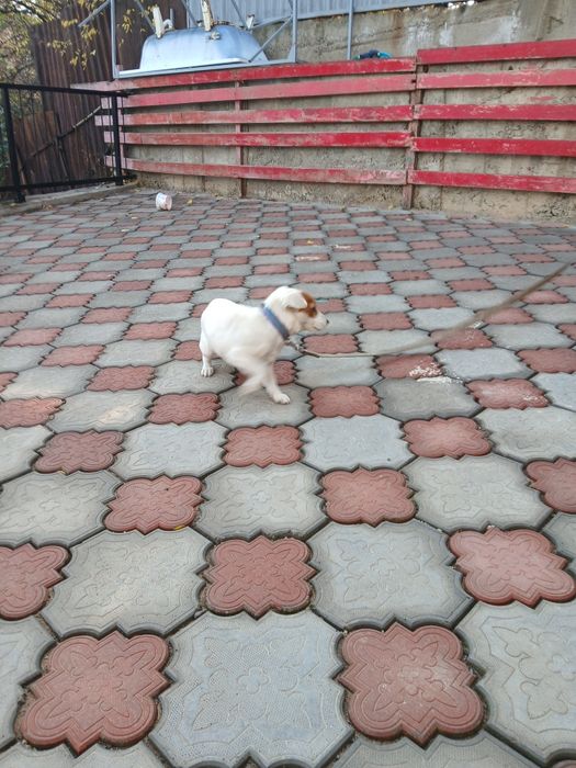 Животное, продам собачонку