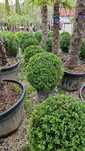 Buxus Tufa Calitate Extra