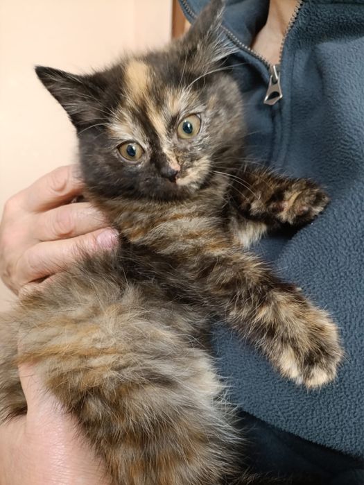 Котёнок! Ласковый!