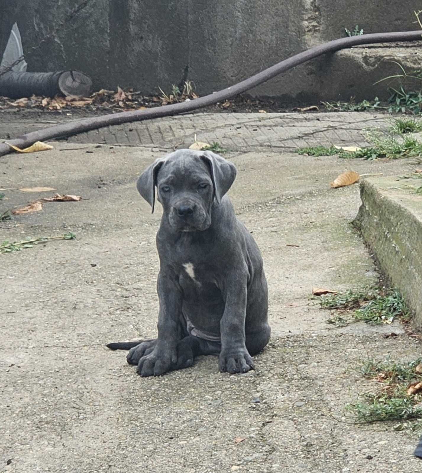 Кученца Кане Корсо Cane Corso