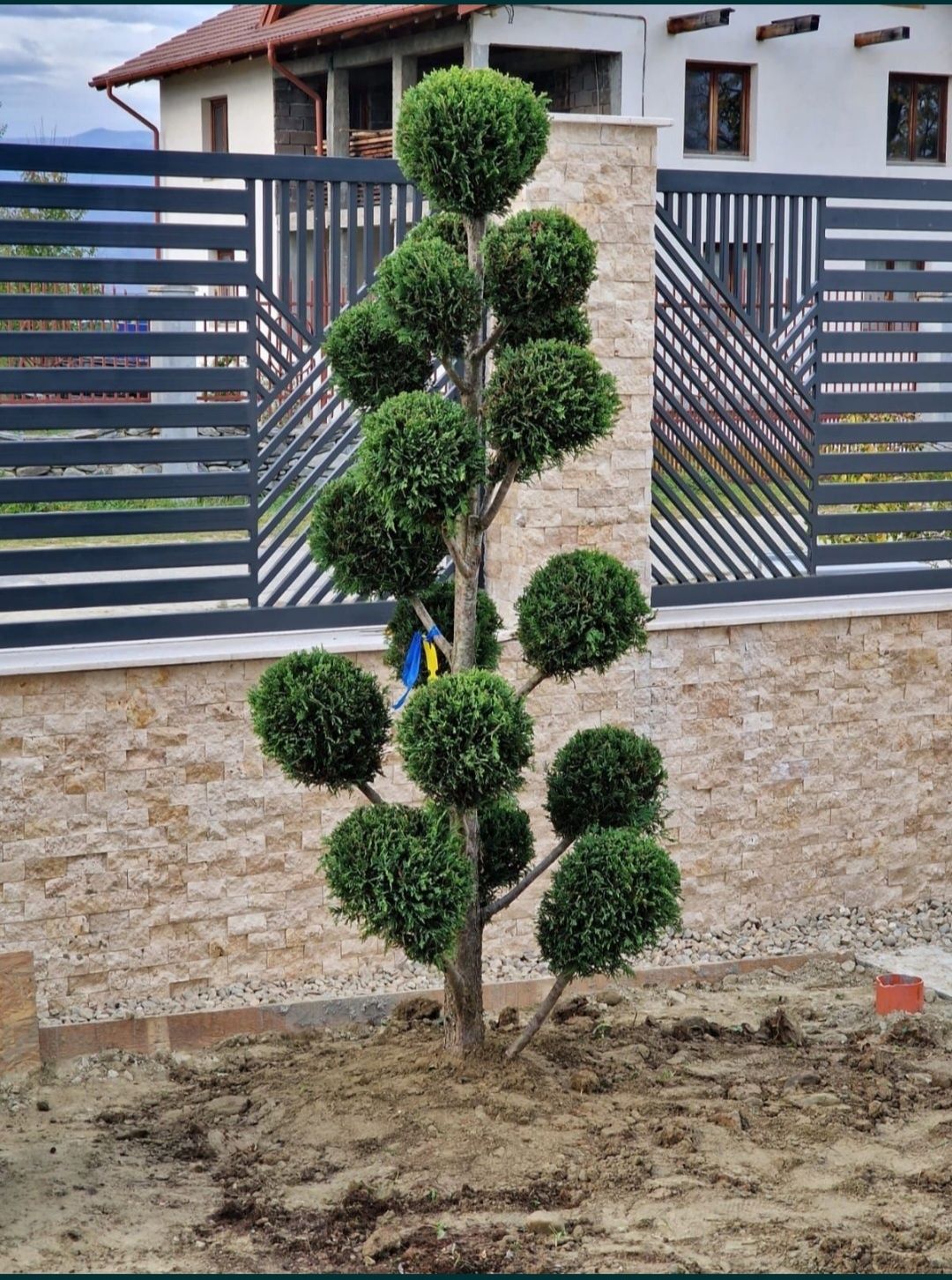 Plante ornamentale