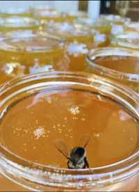 Продаю натуральный мёд
