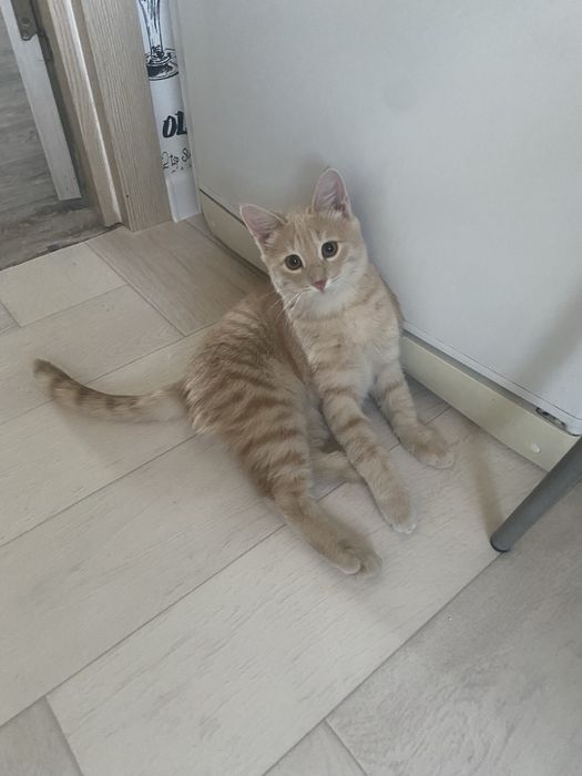 Мальчишке нужен дом.