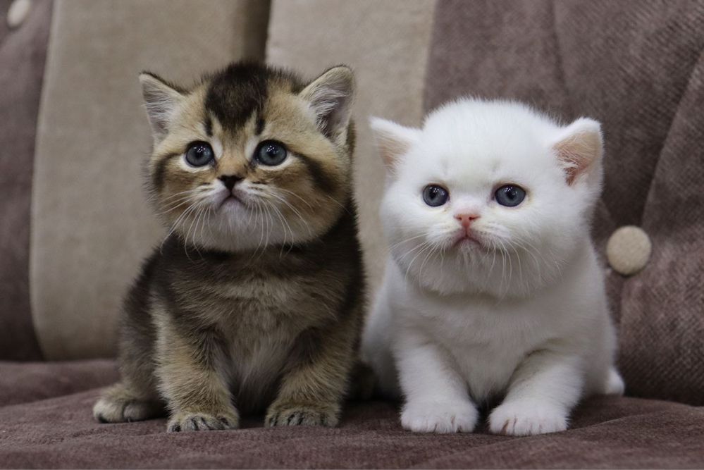 Британский  котенок