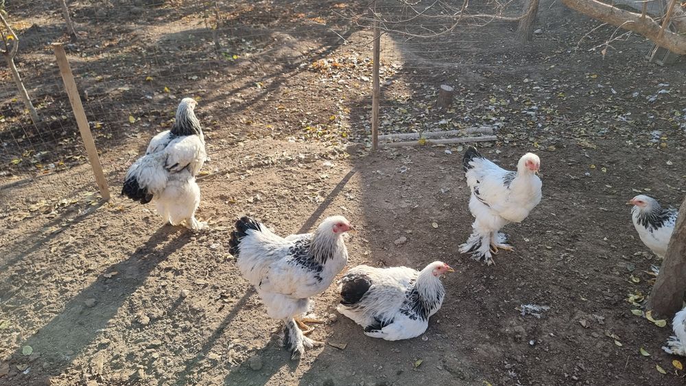 Петушки брама возраст 7 месяцев здоровье