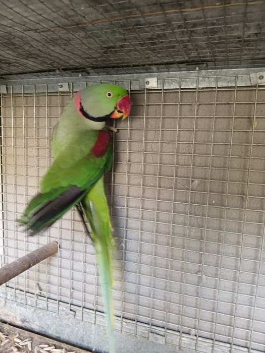 Aleksandr nar sotiladi