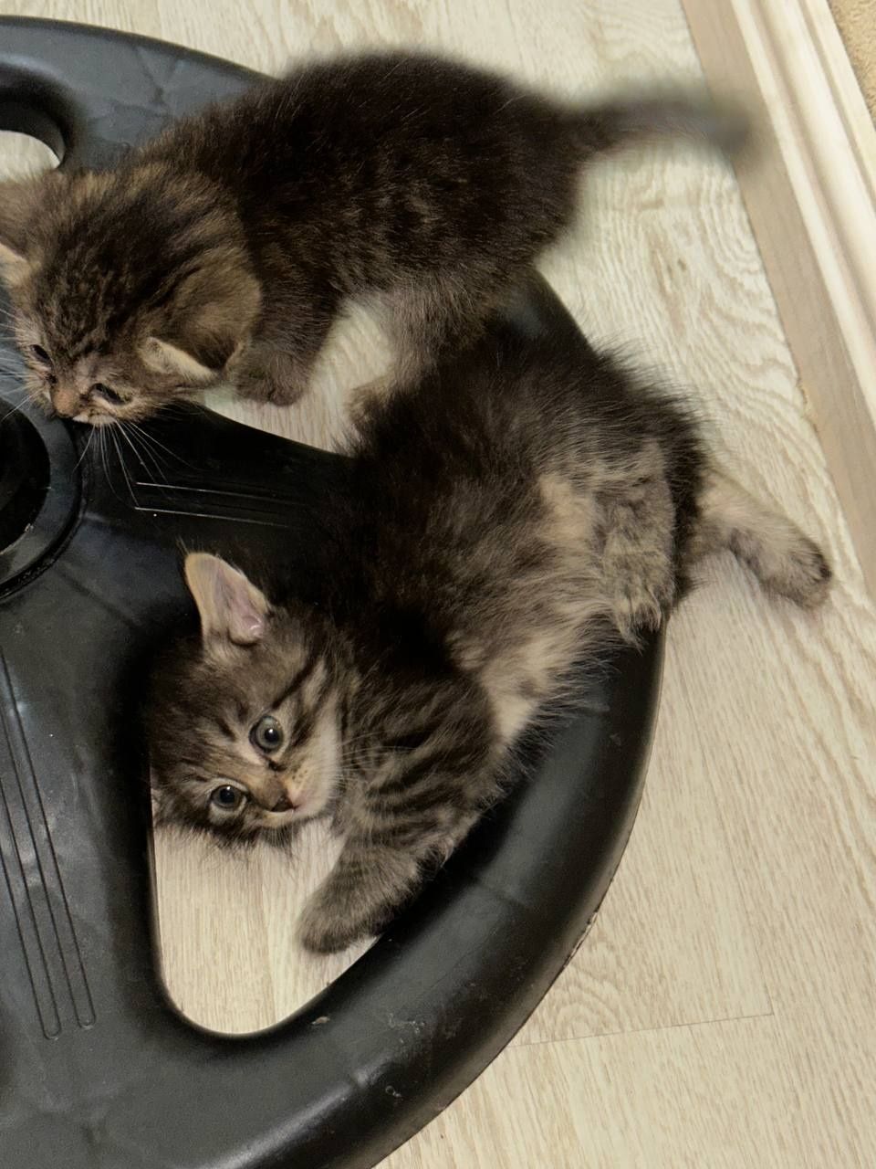 Отдаю бесплатно домашних котят. В любящие, заботливые ручки. 5 котят..