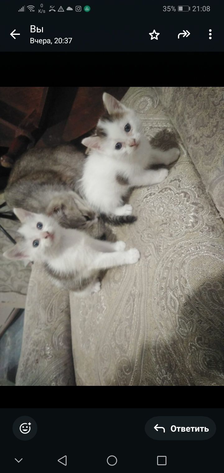 Котики в добрые руки