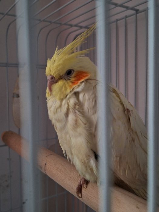 Papagal Nimfă cu obrăjori