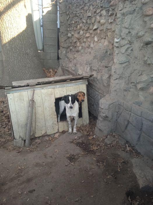 Отдам бесплатно,7 месяцев кабель,зовут Бобик.