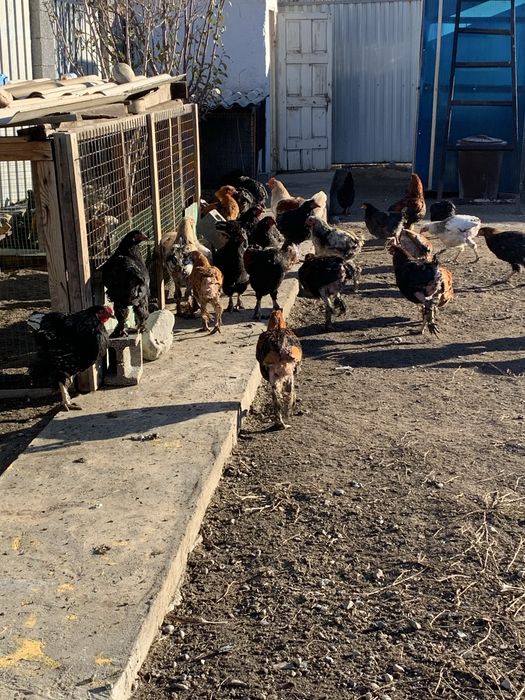 Прадается циплята возрос 2/3 месячные