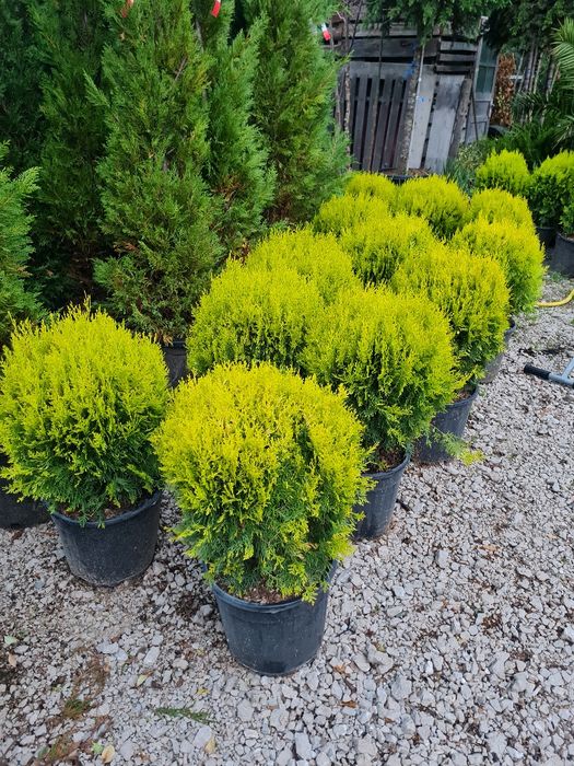 Plante ornamentale