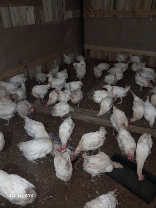 Куры несушки 1000 теңге