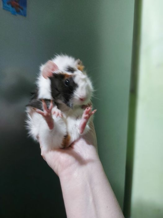 Продаётся морская свинка