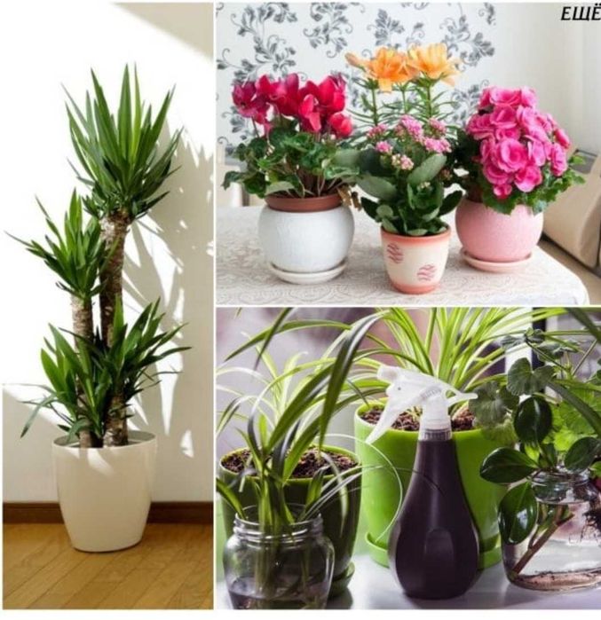 Уход за комнатными растениями