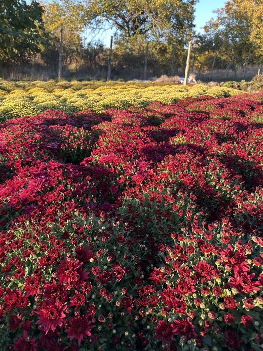 Crizanteme in ghiveci