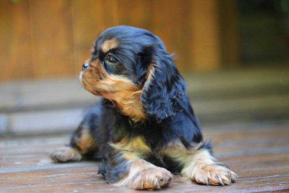 Кавалер кинг чарлз шпаньол black and tan