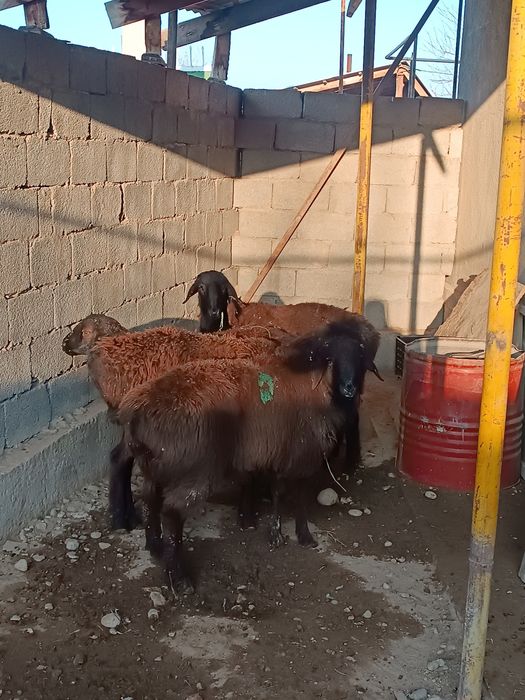 Мощный токтылар бар