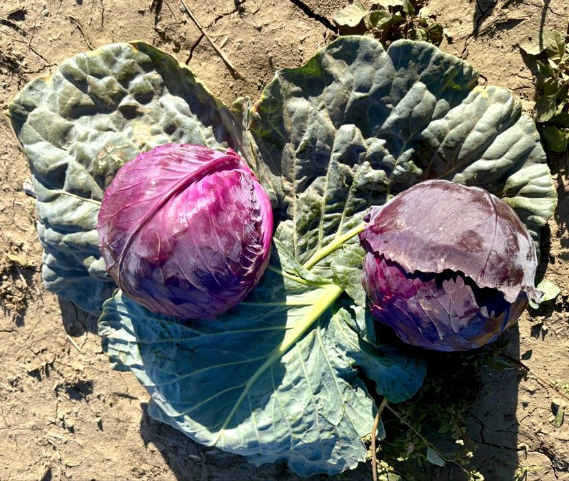 Varza alba de buzau , varza escazu, varza rosie, gogonele