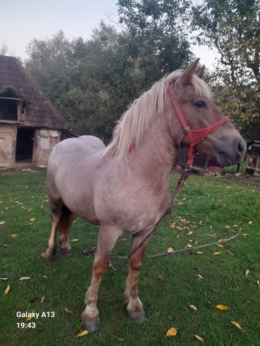 De vânzare mânz harmasar de un 1 și 5 luni