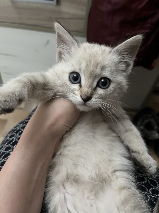 Отдам в добрые руки котёнка. Найдёныш,  породистый, чистый.