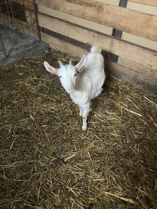 Vand iada din capra buna