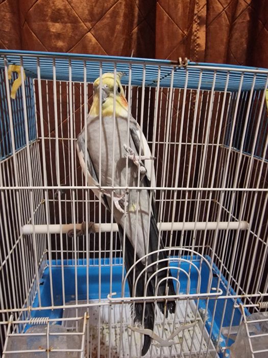 Se vinde urgent papagal NIMFE