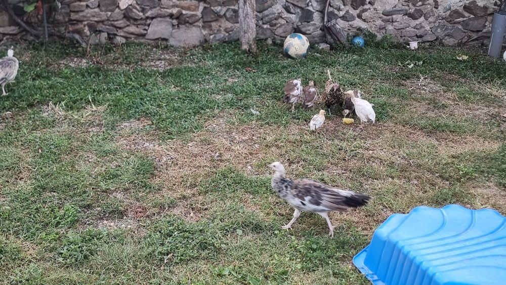 Vând Păuni diferite culori