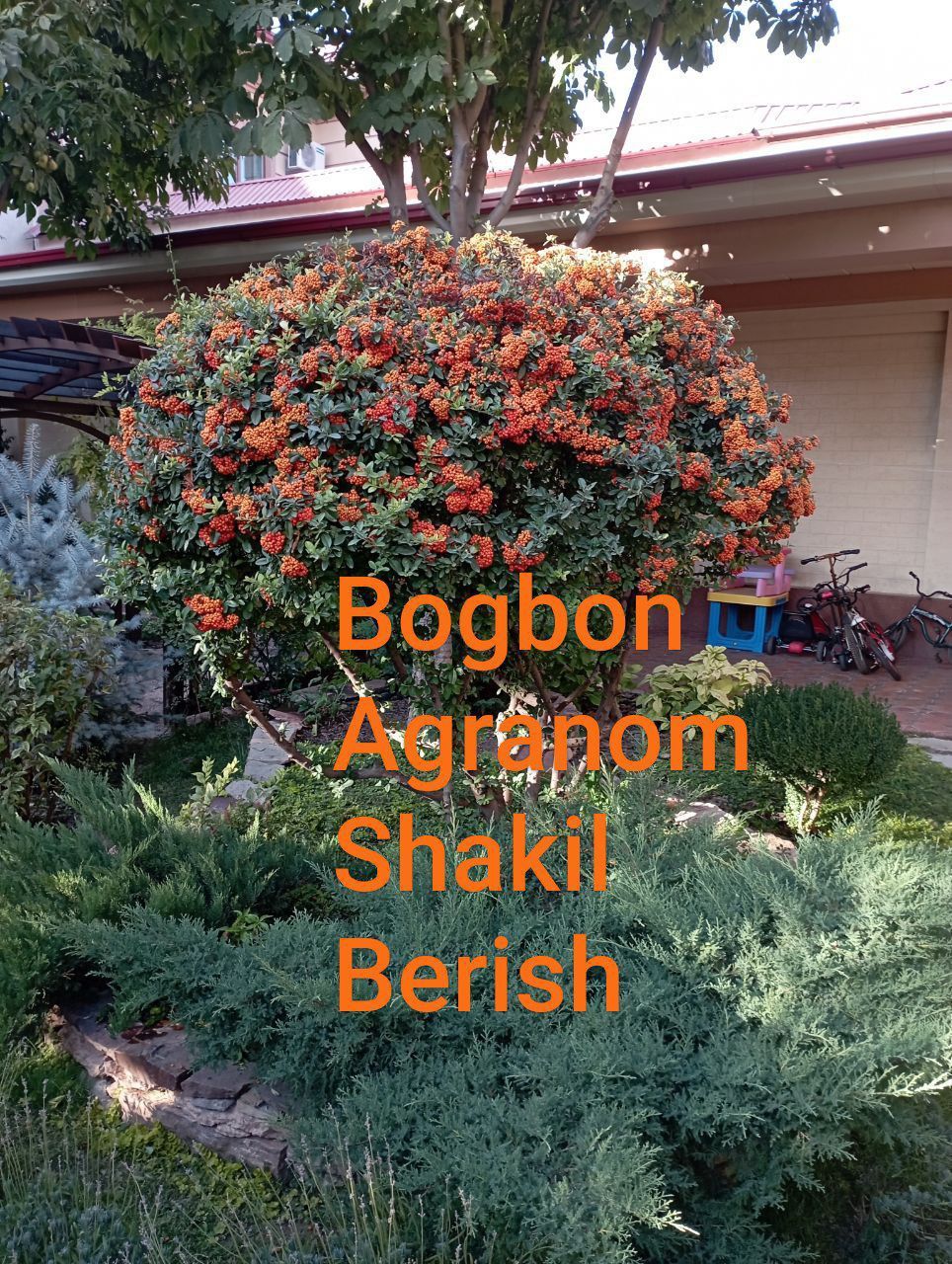 Bogʻbon sadovnik 12 -yillik agranom