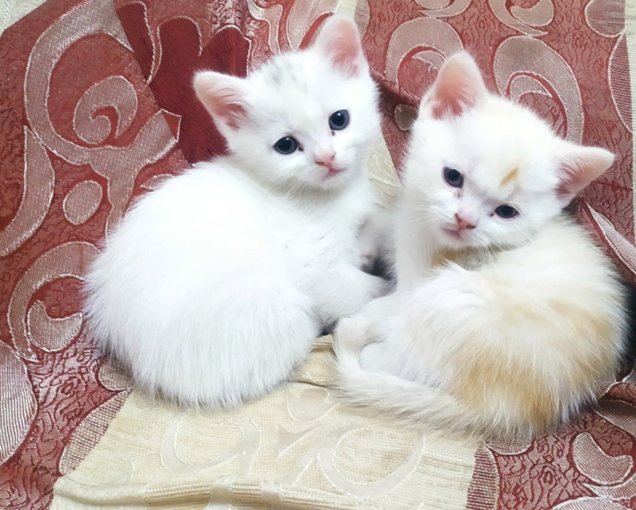 Котята Шотландский и Британские