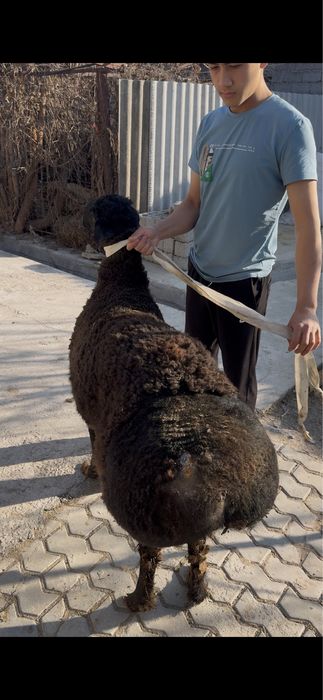 Qoy bor qassob hizmati