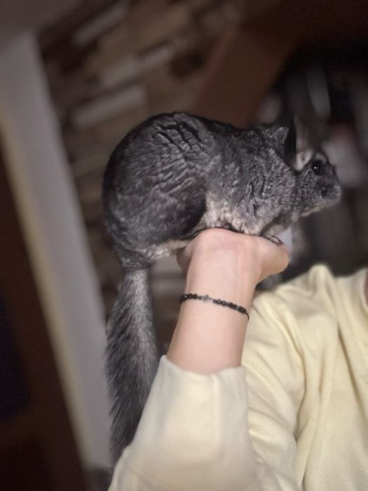Chinchilla cu tot cu cusca