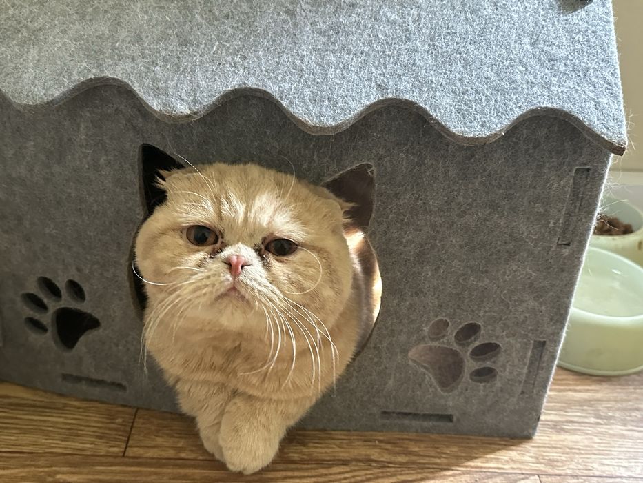Продается Домашний Кот