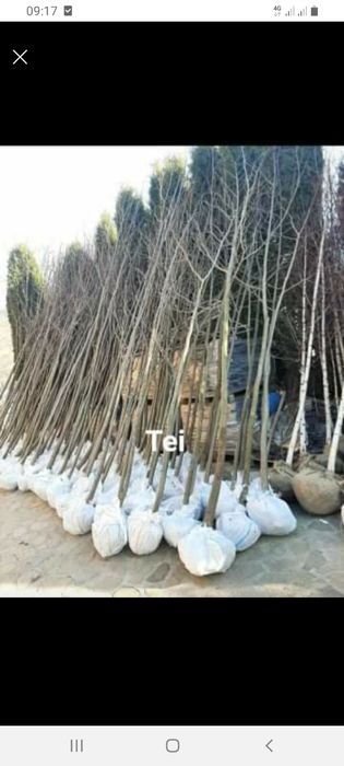 Mesteacăn cu coaja alba