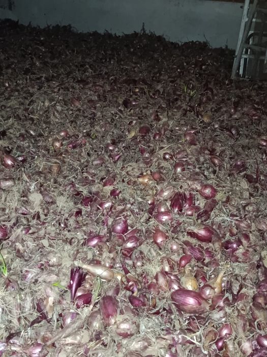 Ceapa rosie de apa lunguiata de vanzare