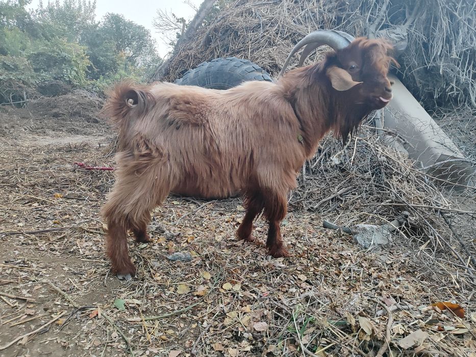 Zotdor takka sotiladi