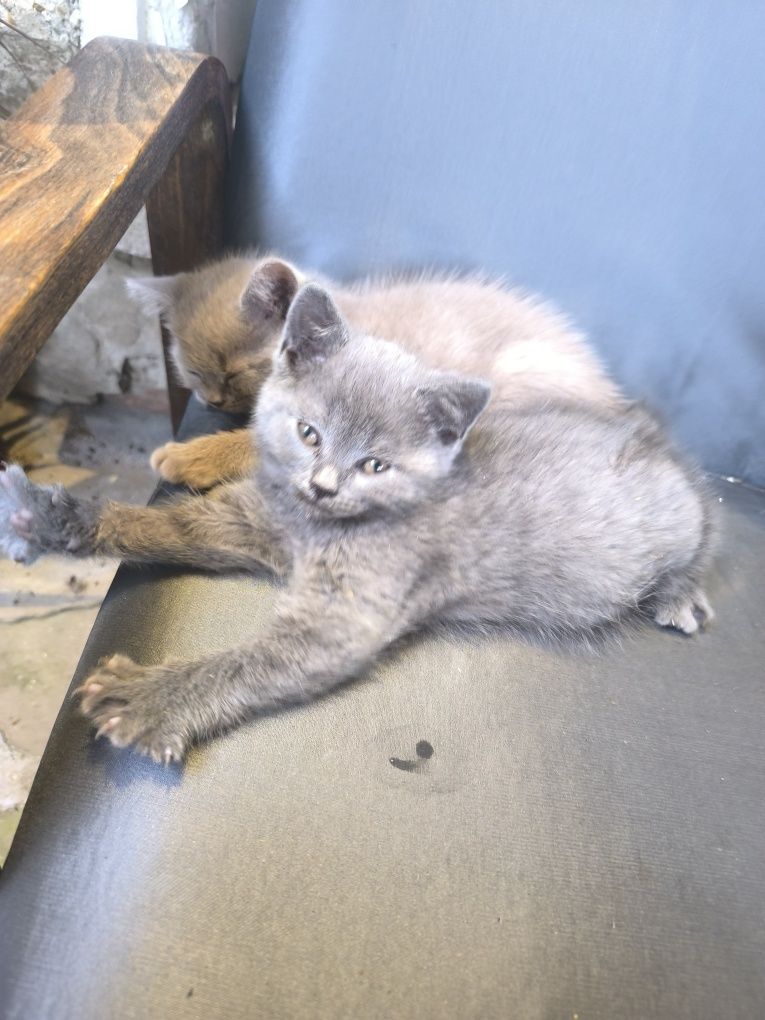 Британски котенца