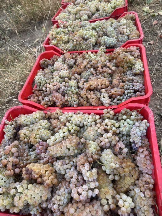 Strugurii de vin din podgoriile Vrancei!!